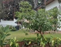 Kigali Family villa available for rent in Kiyovu near National Bank of Rwanda  - Image 4