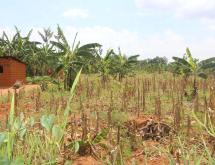 Residential land for sale Juru near airport of Rwanda on main road from airport  - Image 1