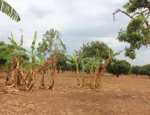Land for sale and house in Bugesera RILIMA near airport of Rwanda hot deal access - Image 1