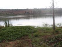 Land for sale in Bugesera Rwanda Kamabuye with Macadamia tress Access on Lake - Image 5