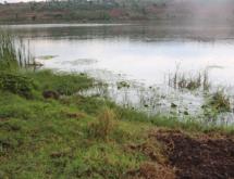 Land for sale in Bugesera Rwanda Kamabuye with Macadamia tress Access on Lake - Image 2