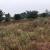 Land for sale in Bugesera Juru near airport of Rwanda hot deal